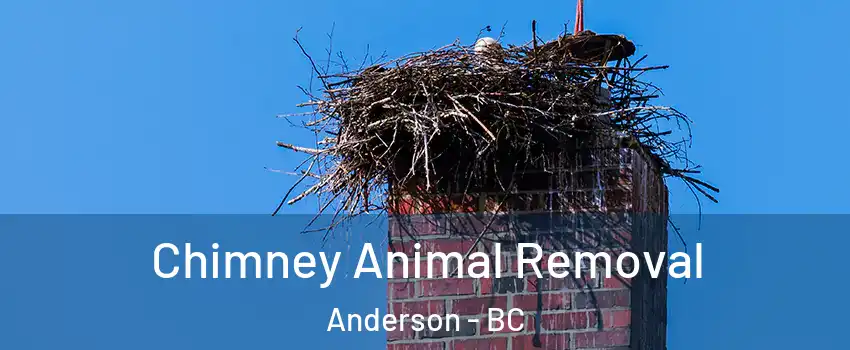 Chimney Animal Removal Anderson - BC
