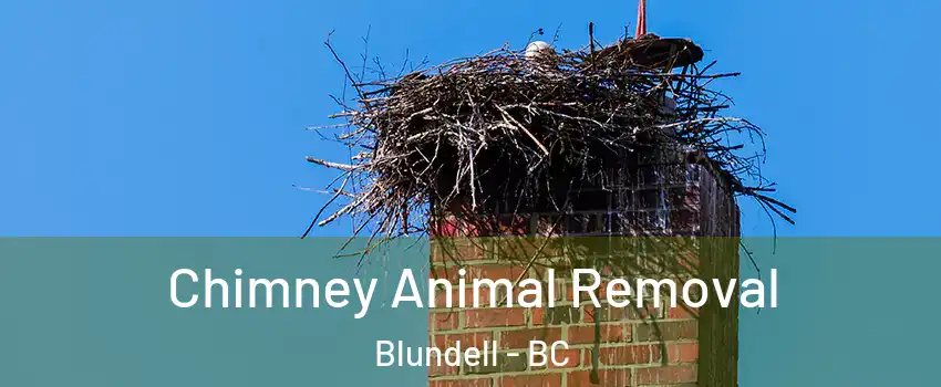 Chimney Animal Removal Blundell - BC