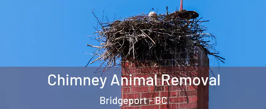 Chimney Animal Removal Bridgeport - BC