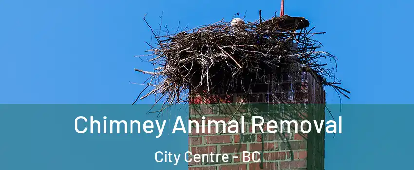 Chimney Animal Removal City Centre - BC
