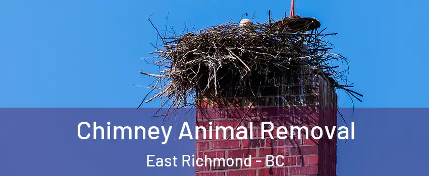 Chimney Animal Removal East Richmond - BC