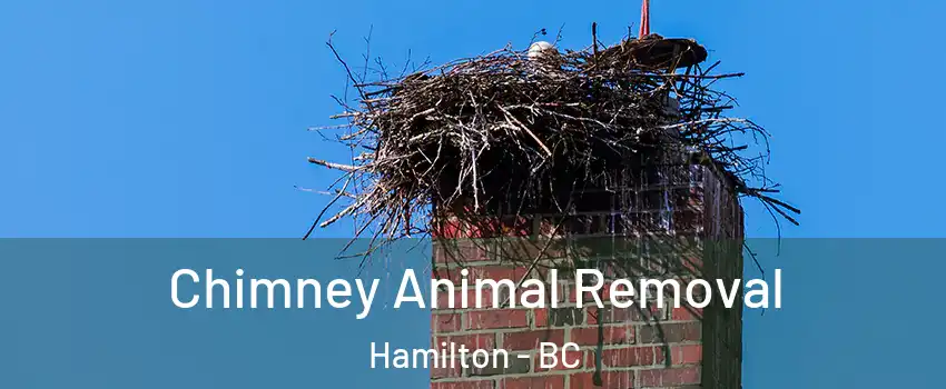 Chimney Animal Removal Hamilton - BC