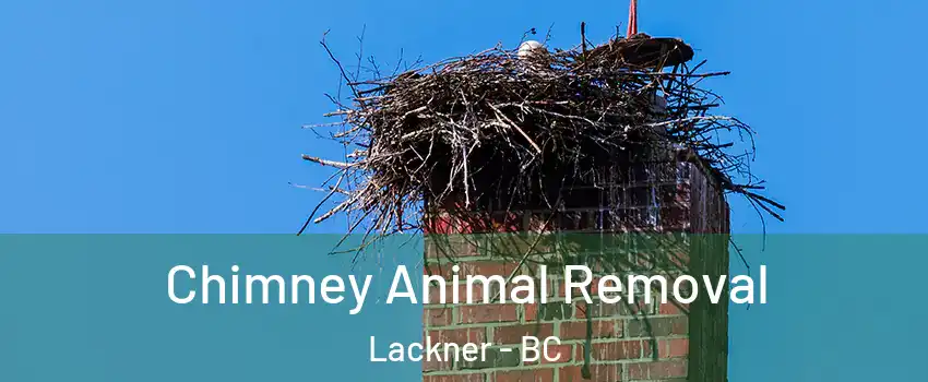 Chimney Animal Removal Lackner - BC