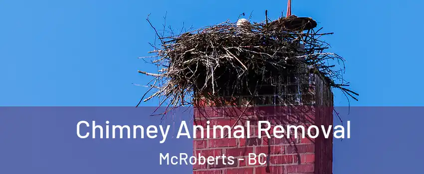 Chimney Animal Removal McRoberts - BC