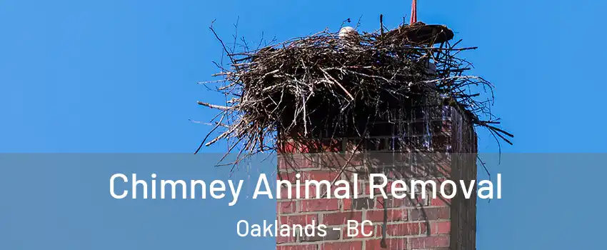 Chimney Animal Removal Oaklands - BC