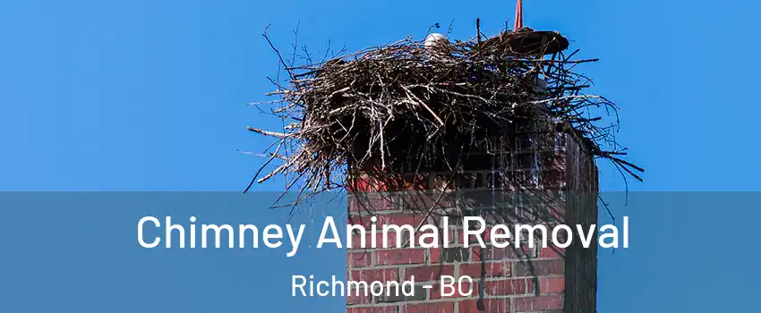 Chimney Animal Removal Richmond - BC