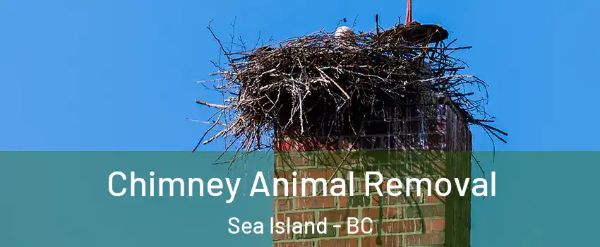 Chimney Animal Removal Sea Island - BC