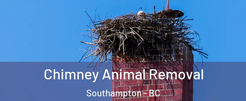 Chimney Animal Removal Southampton - BC