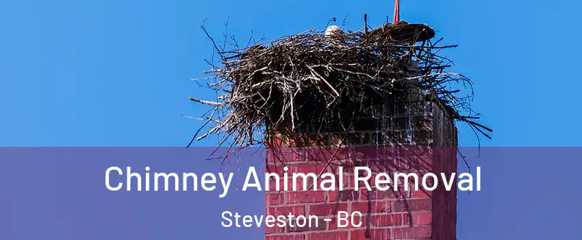 Chimney Animal Removal Steveston - BC