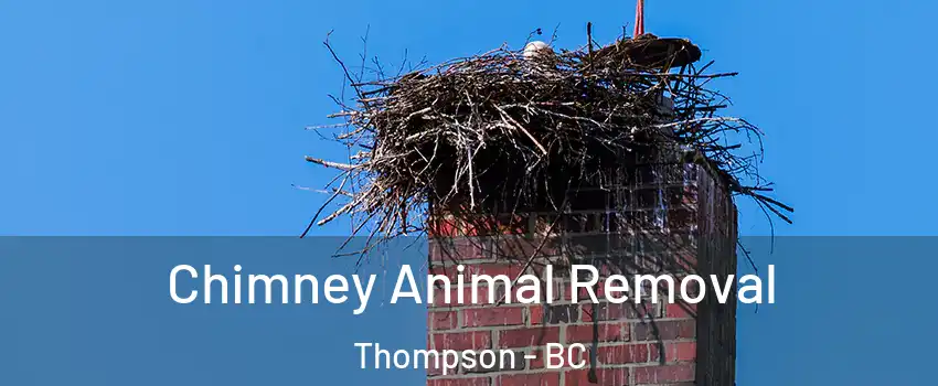 Chimney Animal Removal Thompson - BC