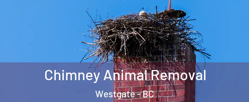 Chimney Animal Removal Westgate - BC