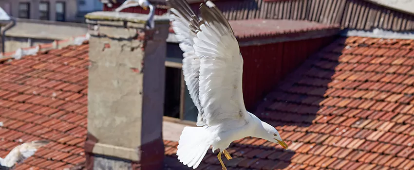 Residential Chimney Animal Removal Solution in Richmond, BC