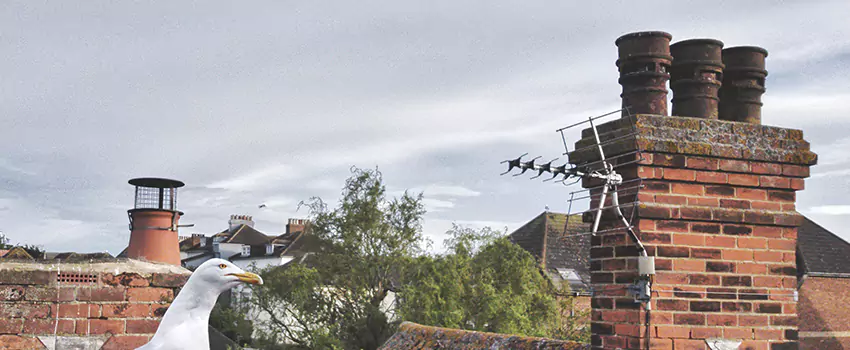 Chimney Cleaning And Restoration in Richmond, British Columbia